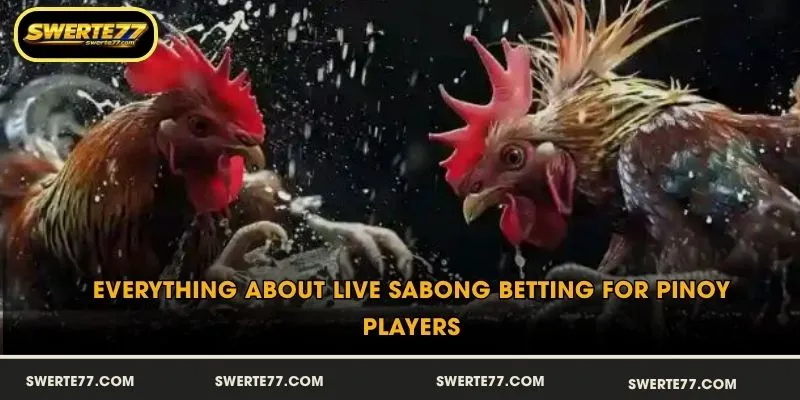 Everything About Live Sabong Betting for Pinoy Players