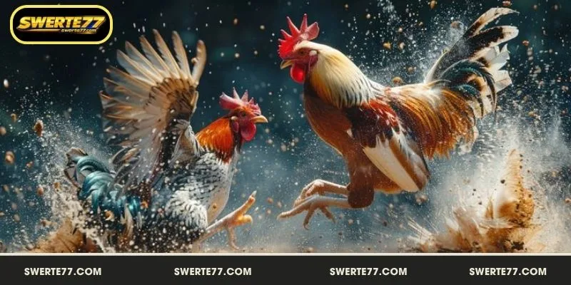 Sabong SWERTE77 ang nangungunang platform para sa online cockfighting sa bansa